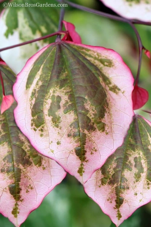 Carolina Sweetheart Eastern Redbud Tree - 3 Gallon Pot 3 Carolina Sweetheart Eastern Redbud Tree - 3 Gallon Pot