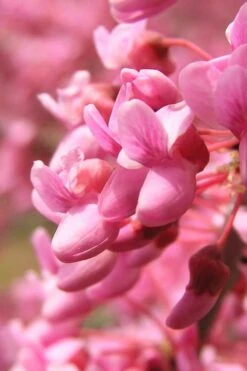Carolina Sweetheart Eastern Redbud Tree - 3 Gallon Pot 12 Carolina Sweetheart Eastern Redbud Tree - 3 Gallon Pot -Plant Outlet Store Redbud Carolina Sweetheart 13 1