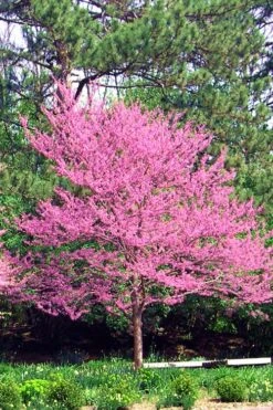 Carolina Sweetheart Eastern Redbud Tree - 5 Gallon Pot 13 Carolina Sweetheart Eastern Redbud Tree - 5 Gallon Pot -Plant Outlet Store Redbud Carolina Sweetheart 14
