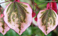 Carolina Sweetheart Eastern Redbud Tree - 3 Gallon Pot 11 Carolina Sweetheart Eastern Redbud Tree - 3 Gallon Pot -Plant Outlet Store Redbud Carolina Sweetheart 9 1