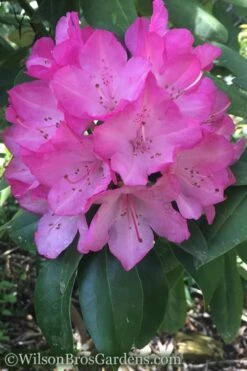 Southgate 'Radiance' Rhododendron - 3 Gallon Pot -Plant Outlet Store Rhododendron Southgate Radiance 4 500x750 1