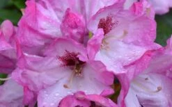 Southgate 'Radiance' Rhododendron - 3 Gallon Pot -Plant Outlet Store Rhododendron Southgate Radiance Closeup