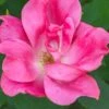 Swamp Rose (Rosa Palustris) - 3 Pack Of 1.5 Quart Pots 1 Swamp Rose (Rosa Palustris) - 3 Pack Of 1.5 Quart Pots -Plant Outlet Store Rose Knock Out Pink 5