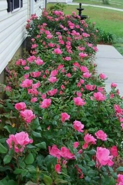 Swamp Rose (Rosa Palustris) - 3 Pack Of 1.5 Quart Pots 12 Swamp Rose (Rosa Palustris) - 3 Pack Of 1.5 Quart Pots -Plant Outlet Store Rose Knock Out Pink 9