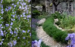 Chef's Choice Rosemary - 1 Gallon Pot -Plant Outlet Store Rosemary Chefs Choice 2