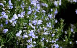 Chef's Choice Rosemary - 1 Gallon Pot -Plant Outlet Store Rosemary Chefs Choice Flowers