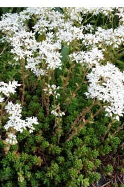 Coral Carpet Sedum Album - 10 Count Flat Of Quart Pots 12 Coral Carpet Sedum Album - 10 Count Flat Of Quart Pots -Plant Outlet Store Sedum Album Coral Carpet 2