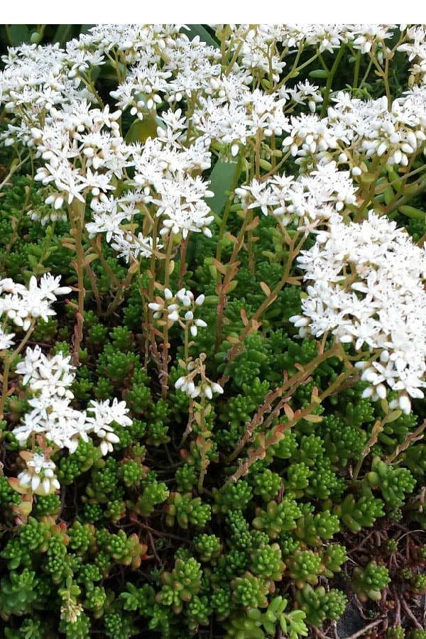 Coral Carpet Sedum Album - 10 Count Flat Of Quart Pots 6 Coral Carpet Sedum Album - 10 Count Flat Of Quart Pots - Image 4