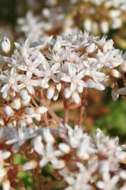 Coral Carpet Sedum Album - 10 Count Flat Of Quart Pots 14 Coral Carpet Sedum Album - 10 Count Flat Of Quart Pots -Plant Outlet Store Sedum Album Coral Carpet 4