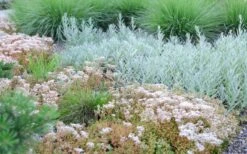 Coral Carpet Sedum Album - 10 Count Flat Of Quart Pots 15 Coral Carpet Sedum Album - 10 Count Flat Of Quart Pots -Plant Outlet Store Sedum Album Coral Carpet 5