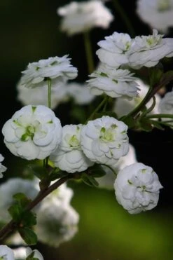 Plena Double Bridal Wreath Spirea (Spirea Prunifolia) - 6 Pack Of 1 Gallon Pots -Plant Outlet Store Spirea Bridal Wreath Plena 1