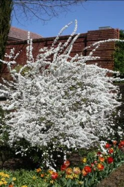 Plena Double Bridal Wreath Spirea (Spirea Prunifolia) - 6 Pack Of 1 Gallon Pots -Plant Outlet Store Spirea Bridal Wreath Plena 3