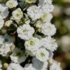 Plena Double Bridal Wreath Spirea (Spirea Prunifolia) - 1 Gallon Pot -Plant Outlet Store Spirea Bridal Wreath Plena 4 1