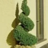 Spiral Dwarf Alberta Spruce Topiary - 7 Gallon Pot 2 Spiral Dwarf Alberta Spruce Topiary - 7 Gallon Pot -Plant Outlet Store Spruce Dwarf Alberta Spiral Topiary 500x750 1