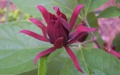 Sweetshrub (Carolina Allspice) - Calycanthus Floridus - 5 Gallon Pot -Plant Outlet Store Sweet Shrub 1