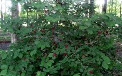 Sweetshrub (Carolina Allspice) - Calycanthus Floridus - 5 Gallon Pot -Plant Outlet Store Sweetshrub 1
