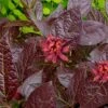 Burgundy Spice Sweetshrub (Calycanthus ) - 3 Gallon Pot