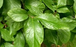 Sweetshrub (Carolina Allspice) - Calycanthus Floridus - 5 Gallon Pot -Plant Outlet Store Sweetshrub Leaves 1