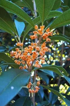 Plant Outlet Store 6 Apricot Echo Tea Olive - Osmanthus Fragrans Aurantiacus - 3 Gallon Pot