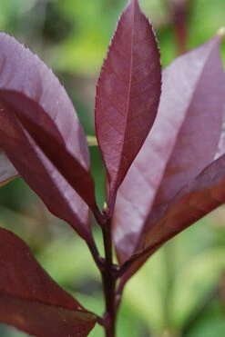 Apricot Echo Tea Olive - Osmanthus Fragrans Aurantiacus - 3 Gallon Pot -Plant Outlet Store Tea Olive Apricot Echo 4