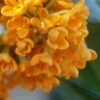 Fragrant Orange Tea Olive - Osmanthus Fragrans Aurantiacus - 5 Gallon Pot -Plant Outlet Store Tea Olive Fragrant Orange 500x750 1