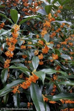 Fragrant Orange Tea Olive - Osmanthus Fragrans Aurantiacus - 5 Gallon Pot -Plant Outlet Store Tea Olive Orange 102