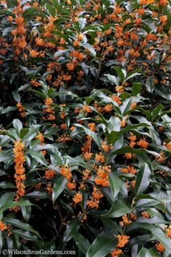 Fragrant Orange Tea Olive - Osmanthus Fragrans Aurantiacus - 5 Gallon Pot -Plant Outlet Store Tea Olive Orange 103