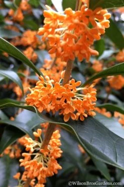 Fragrant Orange Tea Olive - Osmanthus Fragrans Aurantiacus - 5 Gallon Pot -Plant Outlet Store Tea Olive Orange 104