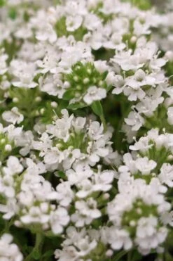 White Creeping Thyme (Thymus Praecox 'Albiflorus') 10 Pack Of Pint Pots -Plant Outlet Store Thyme Creeping White 3