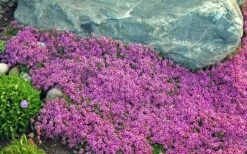 Red Creeping Thyme (Thymus Praecox 'Coccineus') - 5 Pack Of Quart Pots -Plant Outlet Store Thyme Red Creeping 10