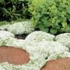 White Creeping Thyme (Thymus Praecox 'Albiflorus') 10 Pack Of Pint Pots -Plant Outlet Store Thyme White Creeping 10