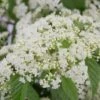 Snow Joey Viburnum - 3 Gallon Pot -Plant Outlet Store Viburnum Snow Joey 1