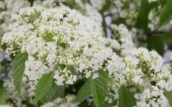 Snow Joey Viburnum - 3 Gallon Pot 13 Snow Joey Viburnum - 3 Gallon Pot -Plant Outlet Store Viburnum Snow Joey 2