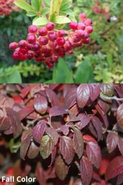 Snow Joey Viburnum - 2 Gallon Pot 12 Snow Joey Viburnum - 2 Gallon Pot -Plant Outlet Store Viburnum Snow Joey 5 1