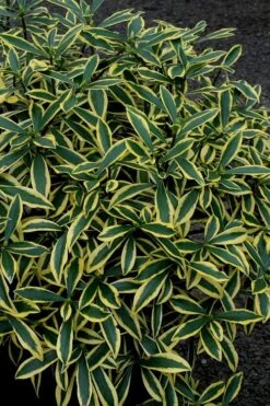 Marianni Variegated Pink Winter Daphne - 1 Gallon Pot 10 Marianni Variegated Pink Winter Daphne - 1 Gallon Pot -Plant Outlet Store Winter Daphne Marianni 2