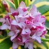 Marianni Variegated Pink Winter Daphne - 1 Gallon Pot -Plant Outlet Store Winter Daphne Marianni 4