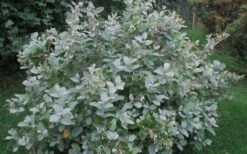 Woodlanders Blue Dusty Zenobia (Honeycup) - 3 Gallon Pot -Plant Outlet Store Zenobia Woodlanders Blue 20 1