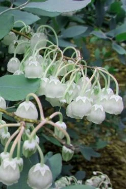 Woodlanders Blue Dusty Zenobia (Honeycup) - 3 Gallon Pot -Plant Outlet Store Zenobia Woodlanders Blue 7 1