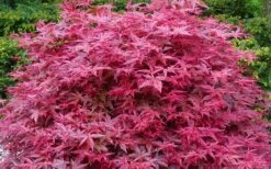 'Beni Maiko' Red Dancing Girl Japanese Maple - 5 Gallon Pot -Plant Outlet Store acer palmatum beni maiko japanese maple 2