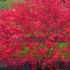 'Beni Maiko' Red Dancing Girl Japanese Maple - 5 Gallon Pot -Plant Outlet Store acer palmatum beni maiko japanese maple 4
