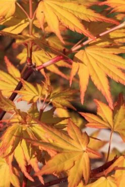 Spring Orange Japanese Maple (Acer Palmatum 'Daidai Haru) - 3 Gallon Pot 17 Spring Orange Japanese Maple (Acer Palmatum 'Daidai Haru) - 3 Gallon Pot -Plant Outlet Store acer palmatum daidai haru spring orange japanese maple 4