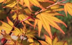 Spring Orange Japanese Maple (Acer Palmatum 'Daidai Haru) - 3 Gallon Pot 16 Spring Orange Japanese Maple (Acer Palmatum 'Daidai Haru) - 3 Gallon Pot -Plant Outlet Store acer palmatum daidai haru spring orange japanese maple 5