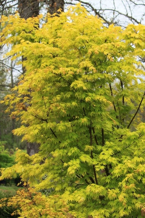 Spring Orange Japanese Maple (Acer Palmatum 'Daidai Haru) - 3 Gallon Pot 8 Spring Orange Japanese Maple (Acer Palmatum 'Daidai Haru) - 3 Gallon Pot - Image 6