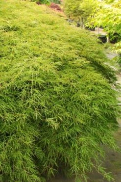 Otto's Dissectum Japanese Maple (Acer Palmatum) - 5 Gallon Pot -Plant Outlet Store acer palmatum dissectum ottos japanese maple 1