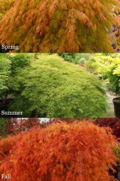 Otto's Dissectum Japanese Maple (Acer Palmatum) - 5 Gallon Pot -Plant Outlet Store acer palmatum dissectum ottos japanese maple 2
