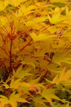 Little Sango' Dwarf Coral Bark Japanese Maple - 5 Gallon Pot 16 Little Sango' Dwarf Coral Bark Japanese Maple - 5 Gallon Pot -Plant Outlet Store acer palmatum fhellheim dwarf coral bark japanese maple 6