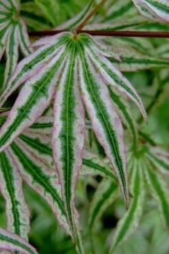 Ikandi Japanese Maple - 3 Gallon Pot (4-5') 19 Ikandi Japanese Maple - 3 Gallon Pot (4-5') -Plant Outlet Store acer palmatum ikandi japanese maple 10