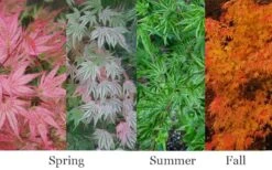 Ikandi Japanese Maple - 3 Gallon Pot (4-5') 14 Ikandi Japanese Maple - 3 Gallon Pot (4-5') -Plant Outlet Store acer palmatum ikandi japanese maple 4