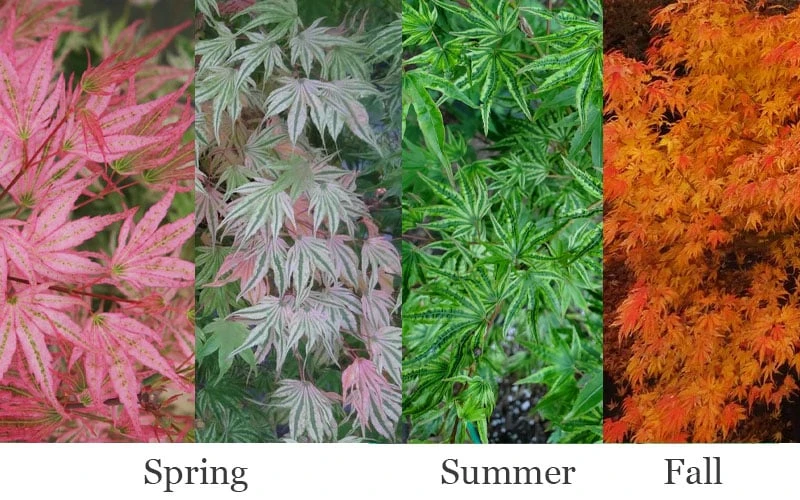 Ikandi Japanese Maple - 3 Gallon Pot (4-5') 6 Ikandi Japanese Maple - 3 Gallon Pot (4-5') - Image 4