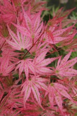 Ikandi Japanese Maple - 3 Gallon Pot (4-5') 15 Ikandi Japanese Maple - 3 Gallon Pot (4-5') -Plant Outlet Store acer palmatum ikandi japanese maple 5